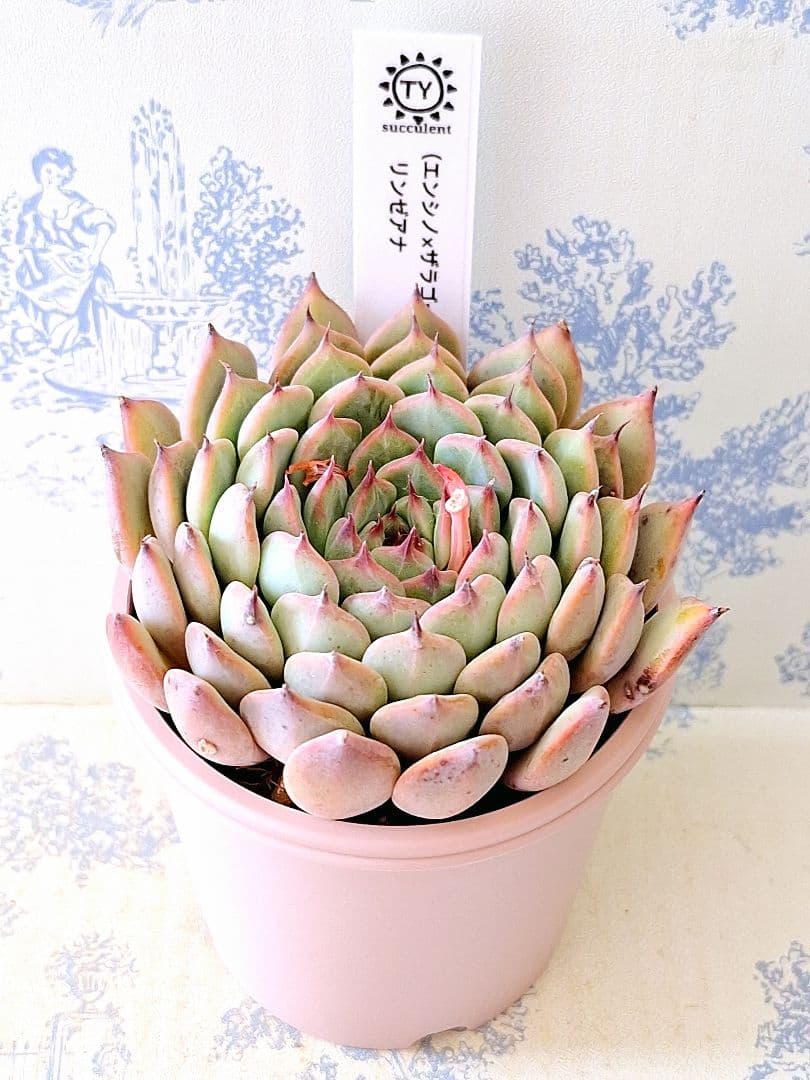 エンシノ×ザラゴーサ)×リンゼアナ札付きポットごとメルカリ便TYさん苗