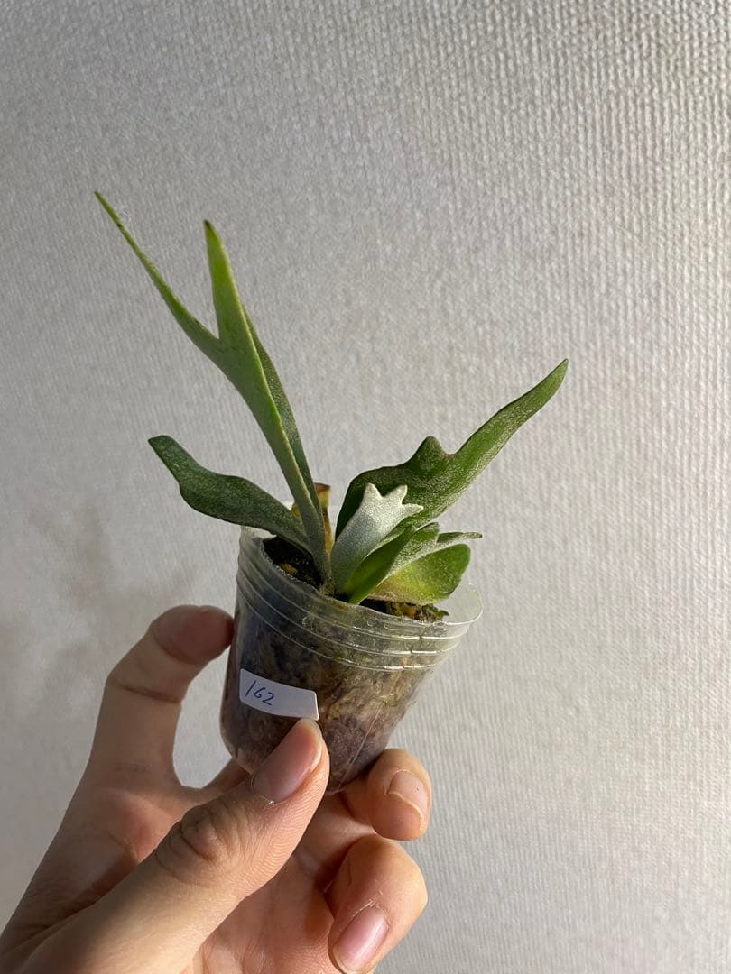ビカクシダ P.willinckii 'Golden boy' spore - メルカリ