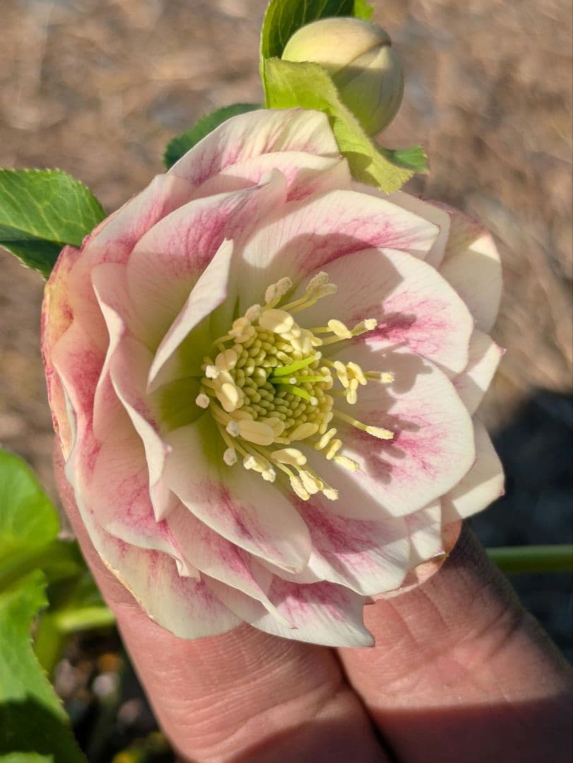 クリスマスローズ WS【オーレア系パステルピンクグラデーション】dd