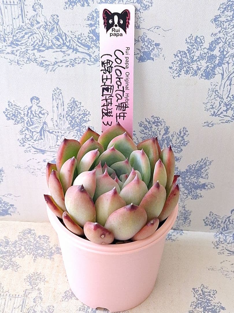 コロラータ実生(錦玉園特選3)札付きポットごとメルカリ便ルイパパさん