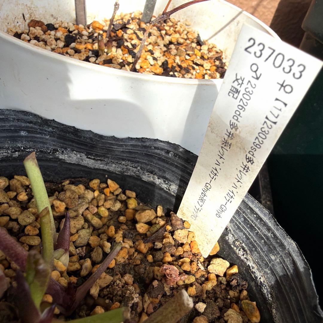 【加藤農園】クリスマスローズ　小輪sd グリーンバイカラー　《2/17》