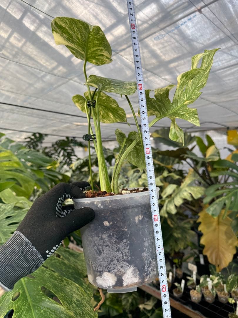 LG5 モンステラ レガシー 美斑入り健康株 - メルカリ