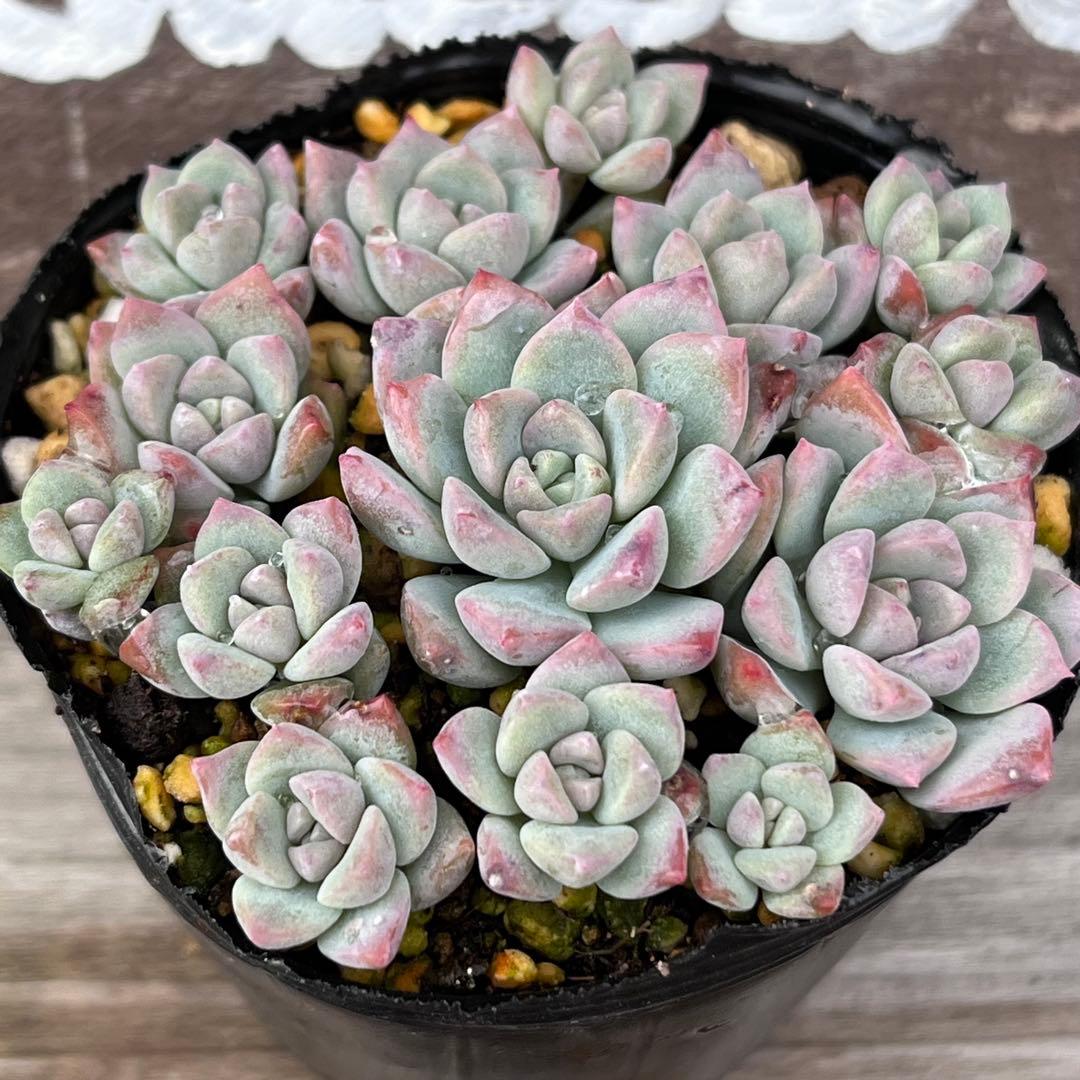 aプロリフェラ 抜き苗 多肉植物 - メルカリ