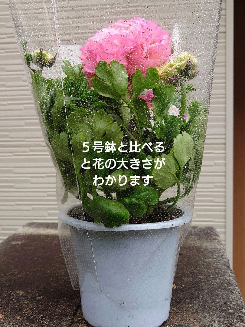 宿根草【現品】大苗【5号鉢】ラナンキュラスポンポン『アリス