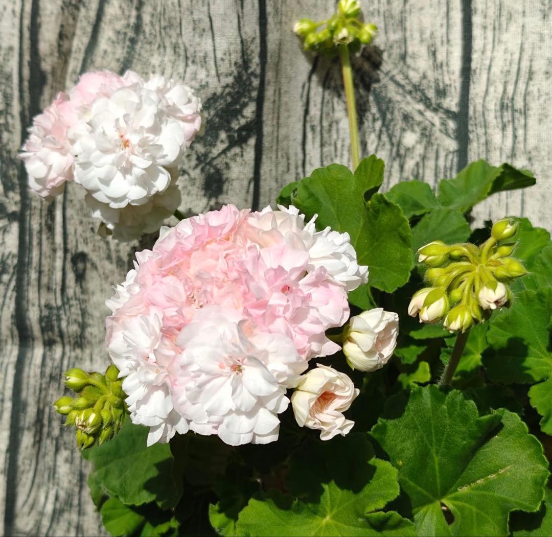 超珍しい品種ゼラニウム 日本初ゼラニウム苗 MT01 - メルカリ