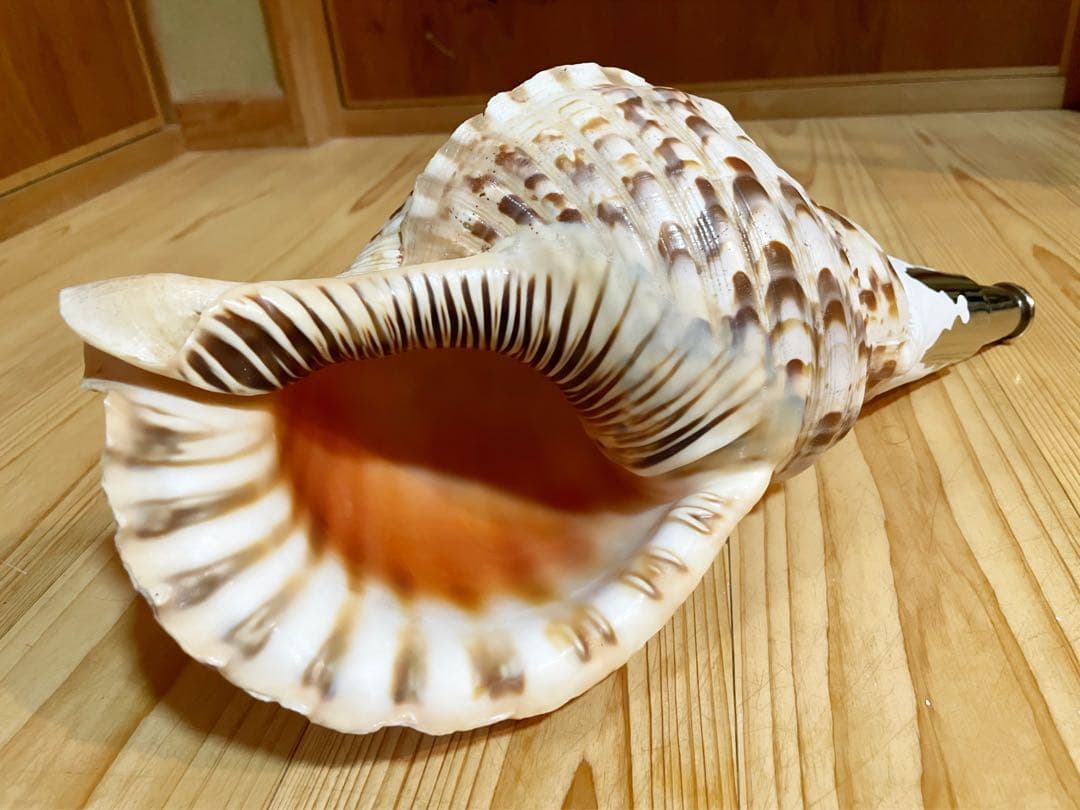 修験道法螺貝 山伏 密教 魔除け 熊よけ❣️ホラガイ ほら貝 L108288728