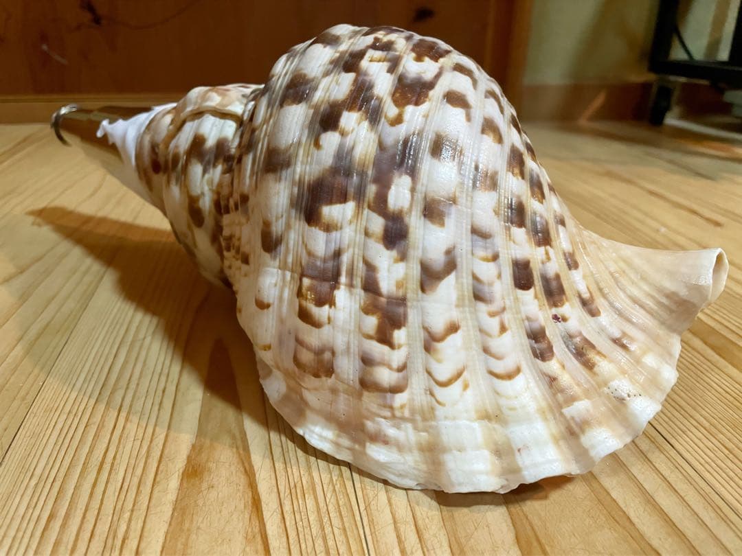 修験道法螺貝 山伏 密教 魔除け 熊よけ❣️ホラガイ ほら貝 L108288728