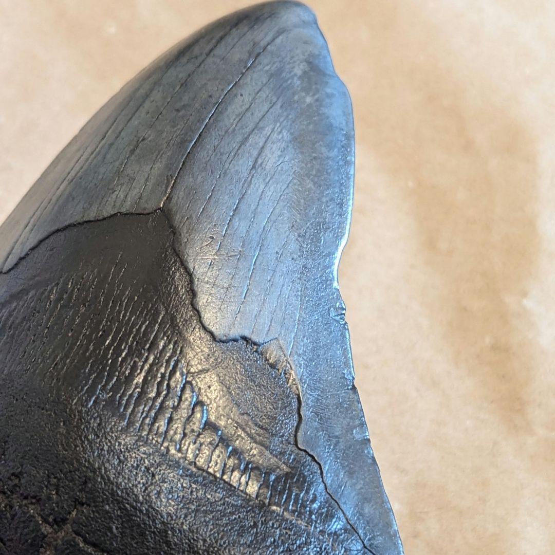 大きなメガロドンの歯 化石 123mm MG1201