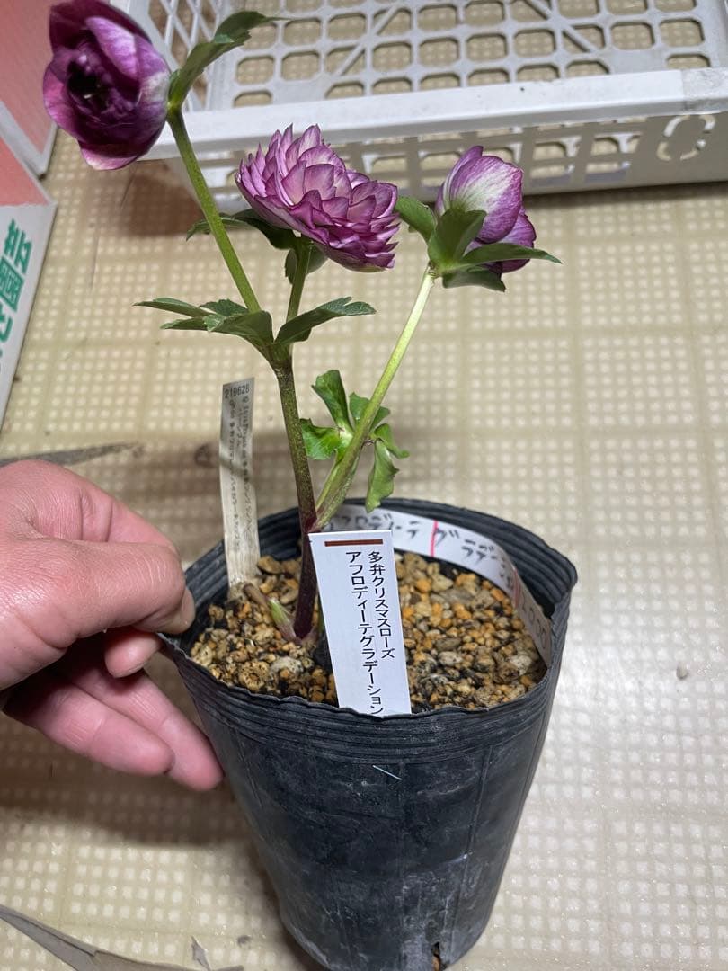 加藤農園 アフロディーテグラデージョン クリスマスローズ - メルカリ