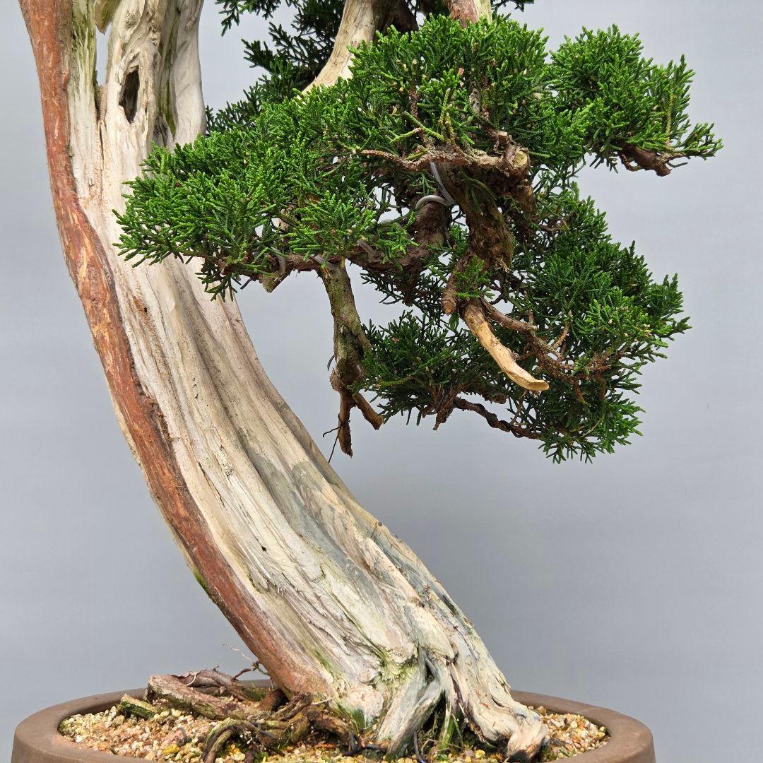 真柏 [舎利幹変わり木] 大品盆栽 WORLD様専用です。 - メルカリ