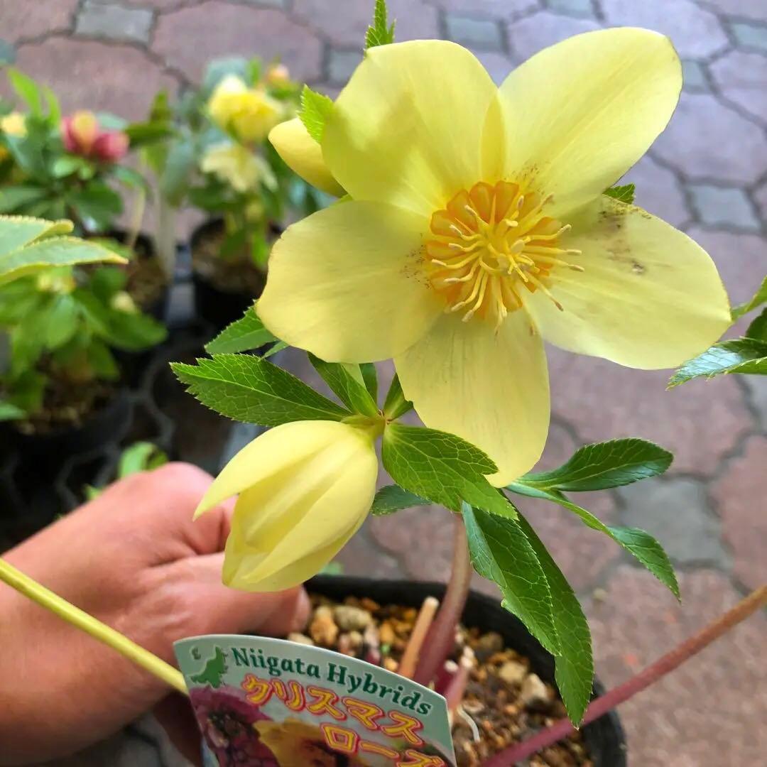 新潟ハイブリッド クリスマスローズ 11ポットセット お買い得です レア