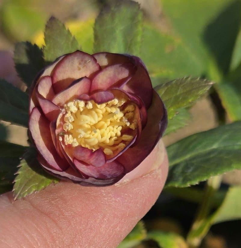 未株分 ブラウンミスティークdd クリスマスローズ 大木ナーセリー