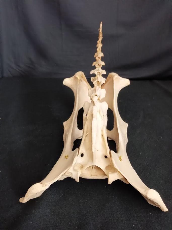 角付き骨格標本】種名 ニホンジカ ♂ 58Kg - メルカリ