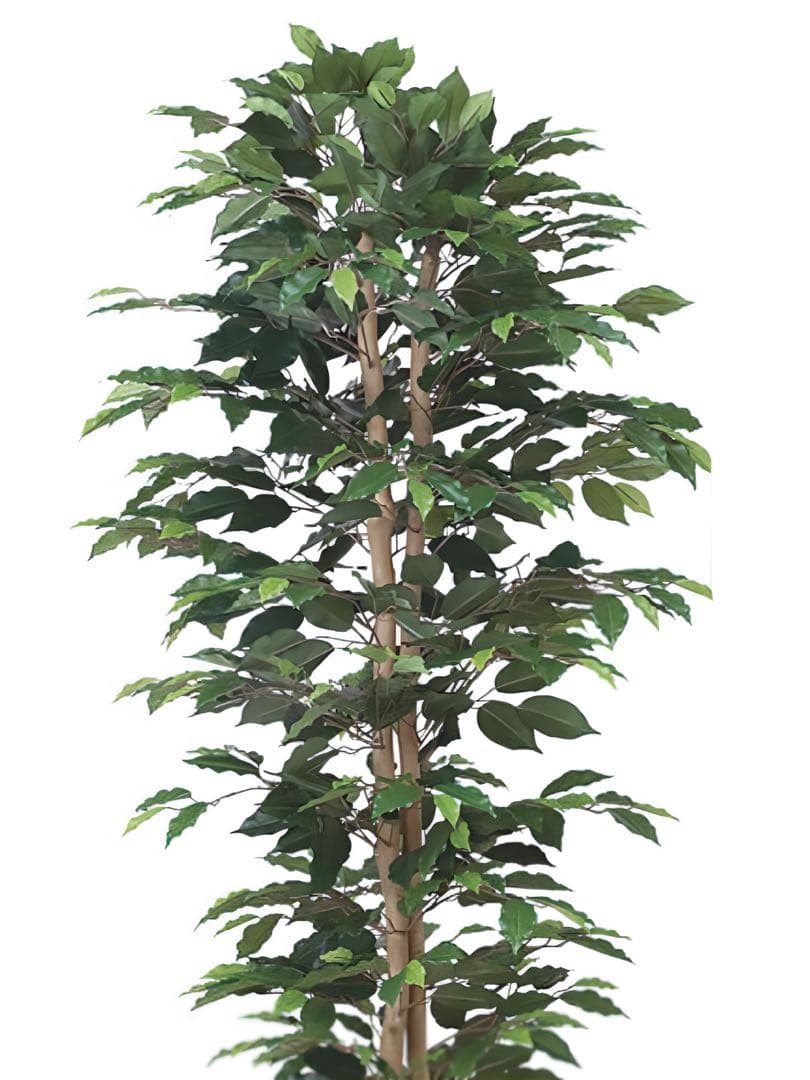 光触媒　人工観葉植物　フェイクグリーン　ベンジャミンスリム 1.8m