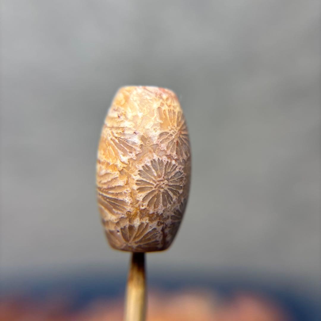 あずきちゃんフォッシルコーラル　天珠　1-303