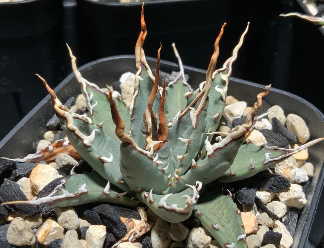 【コメント限定値引き中】エボリスピナ 陽炎 コレクション株⑤ (極)