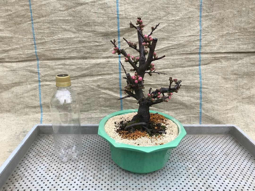 木瓜(ボケ)・放春花 みねやま 7寸④ - メルカリ