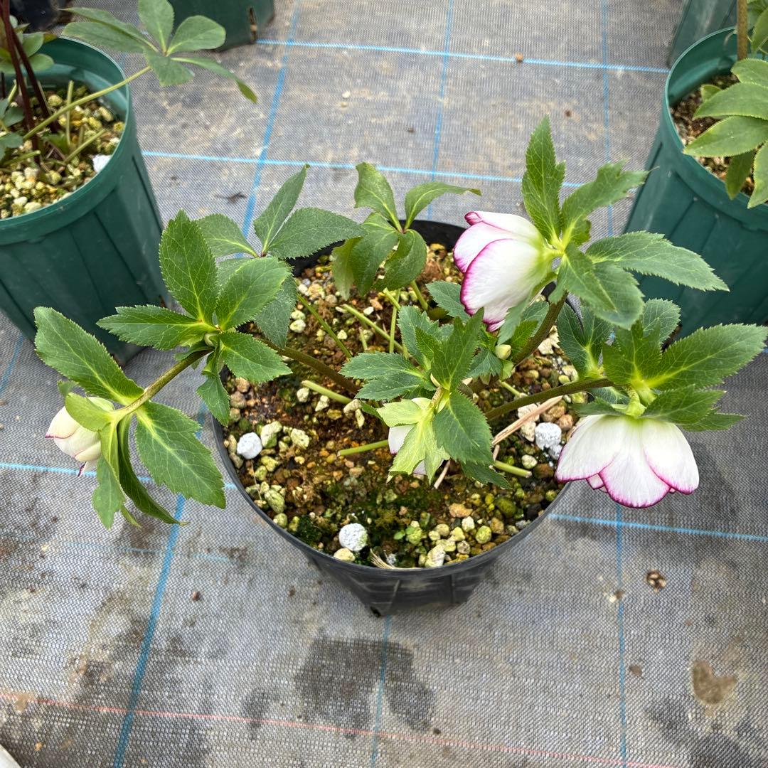 クリスマスローズ ピコティ 7寸 大株 - メルカリ