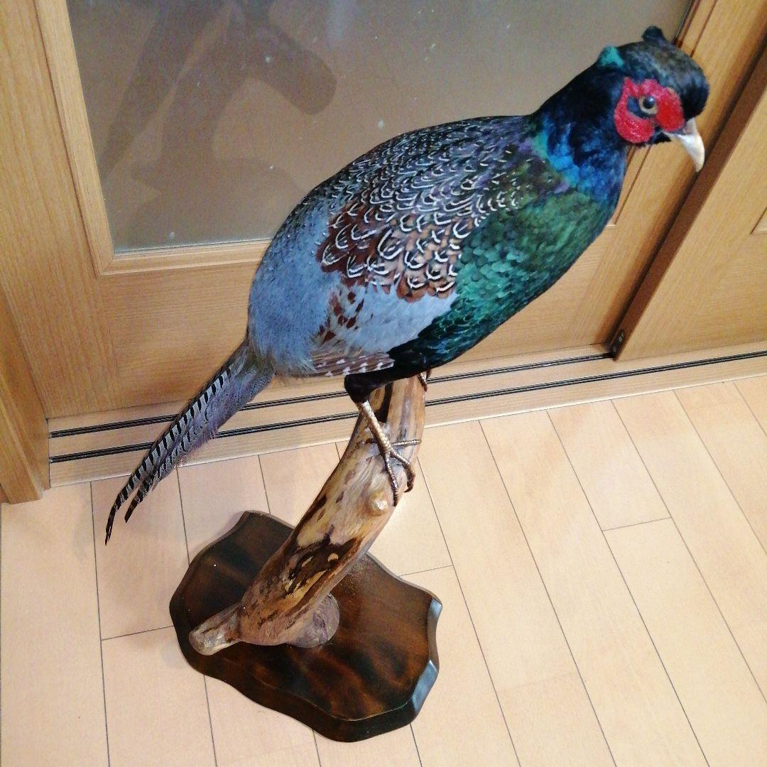 キジ 剥製 ガラスケース付 - メルカリ