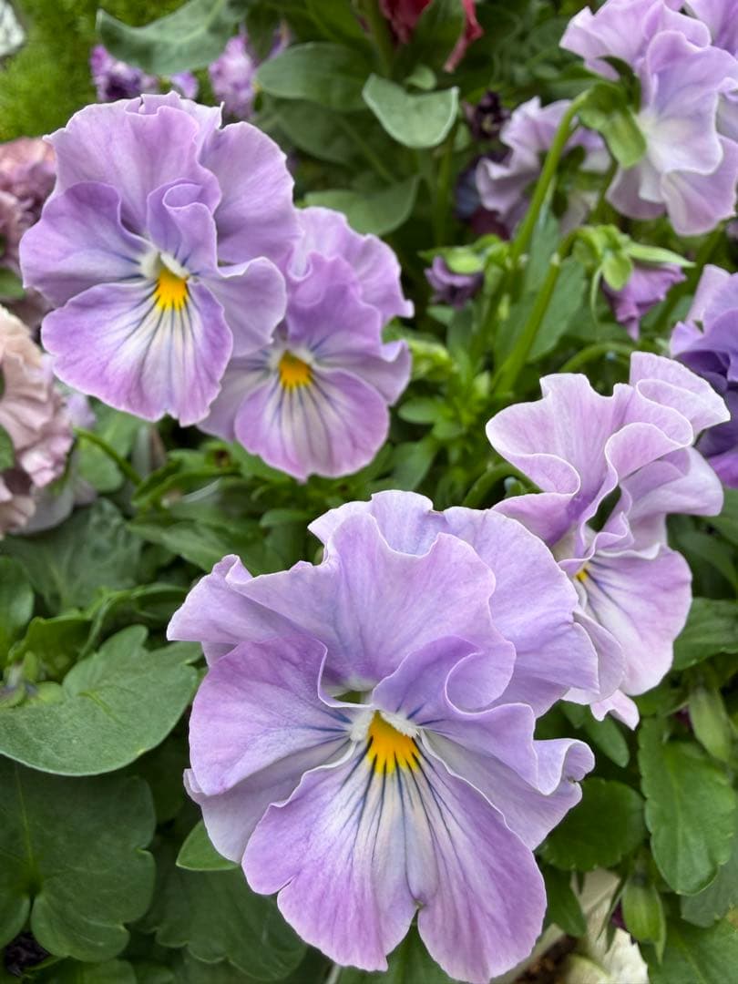 hanana様　パスフリフリル5点