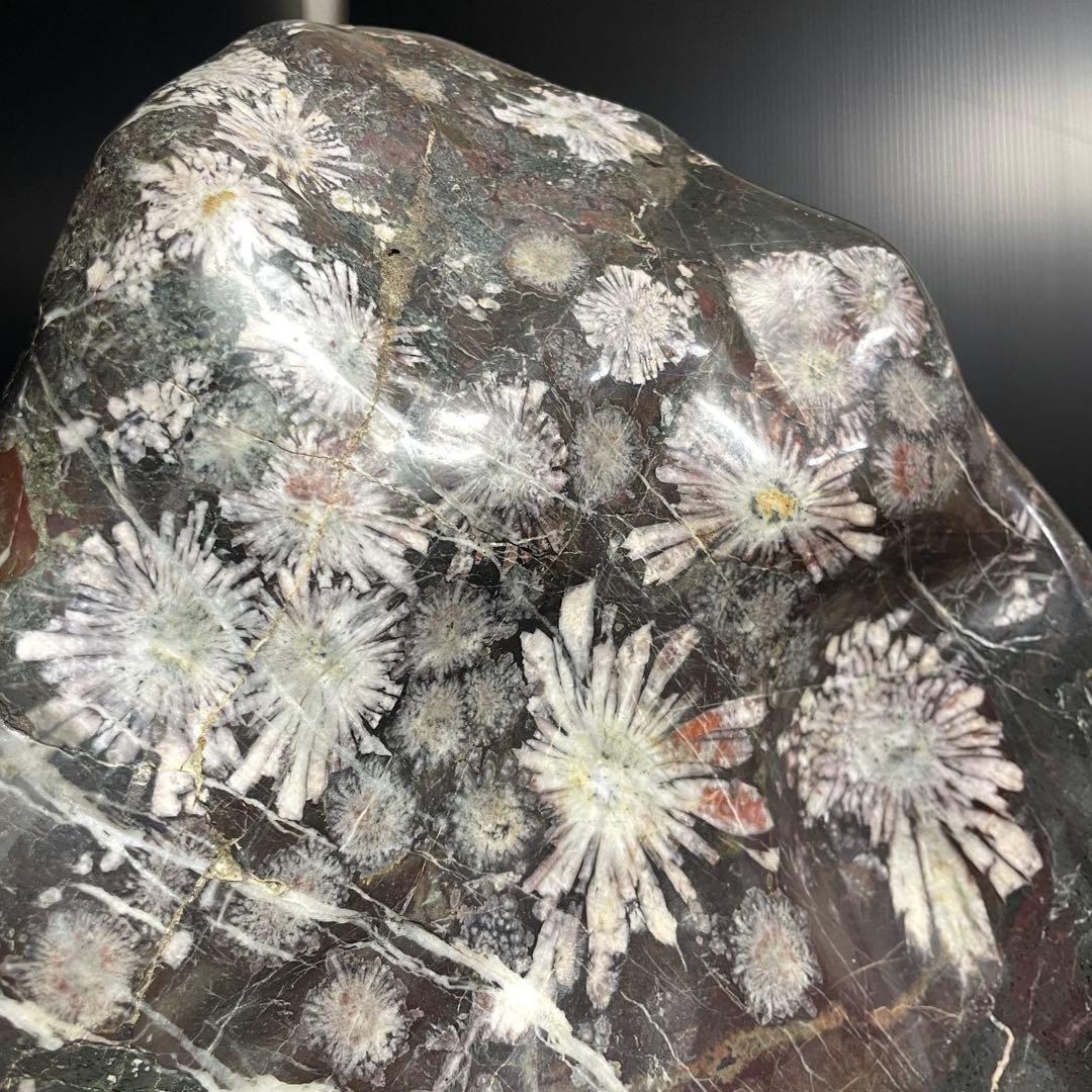 最高峰 根尾谷 菊花石 重量 10.77kg 特大 台座 鑑賞石 盆石 水石 白