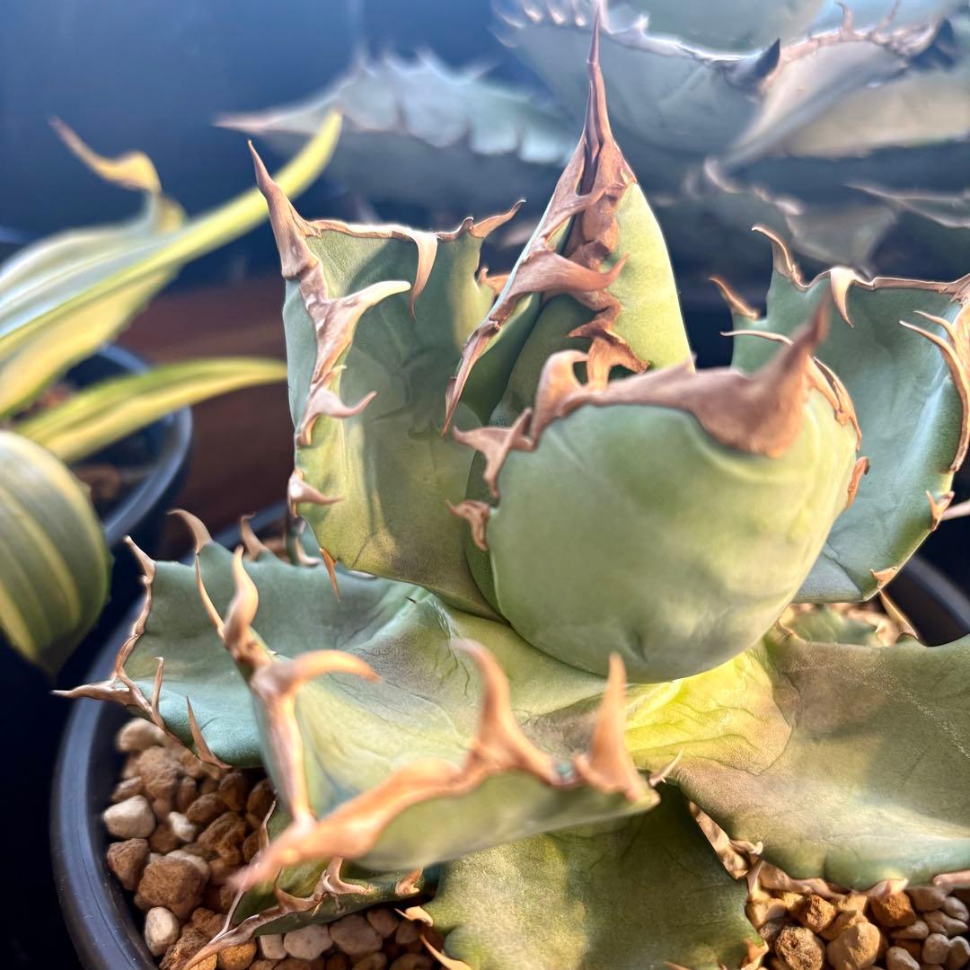 アガベ メキシコ産種子 オテロイ 実生 - メルカリ