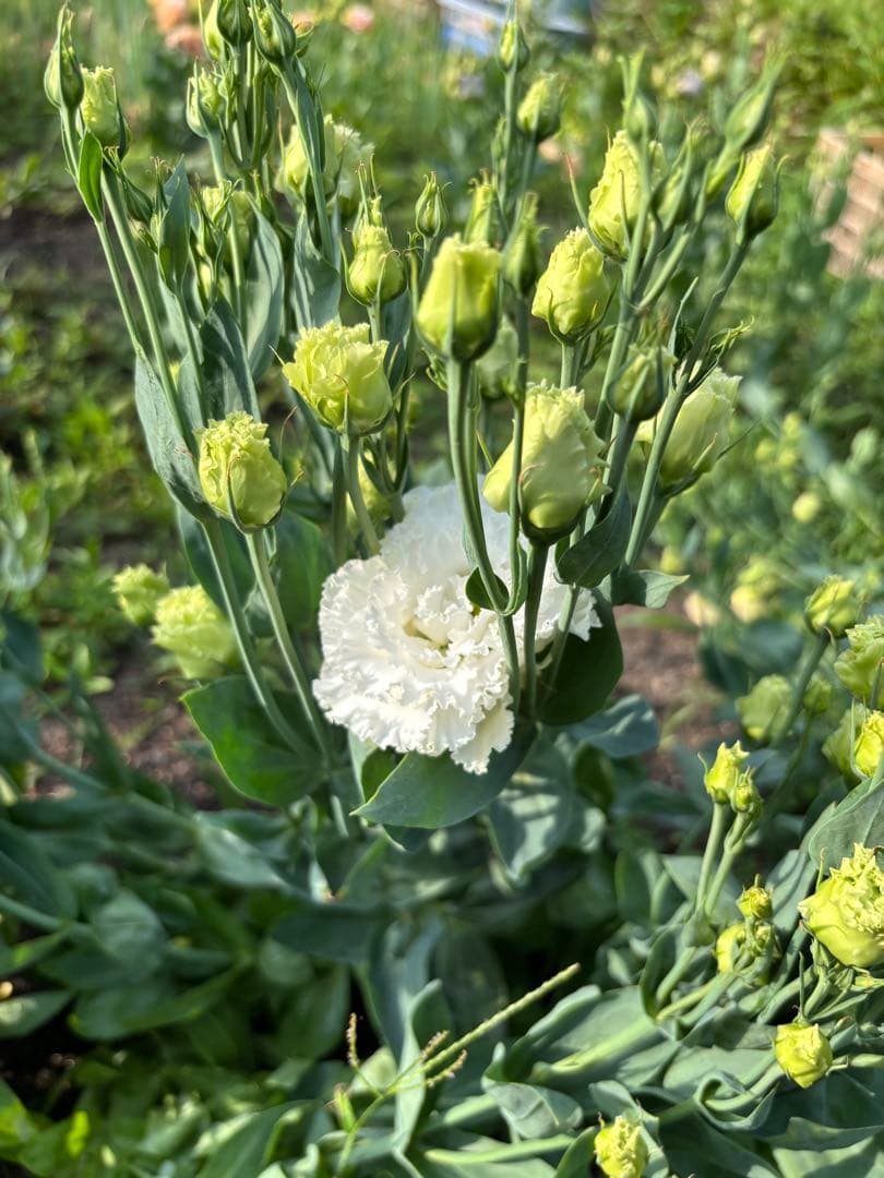 トルコキキョウ ユーストマ 苗 16本 プリマラベンダー - メルカリ