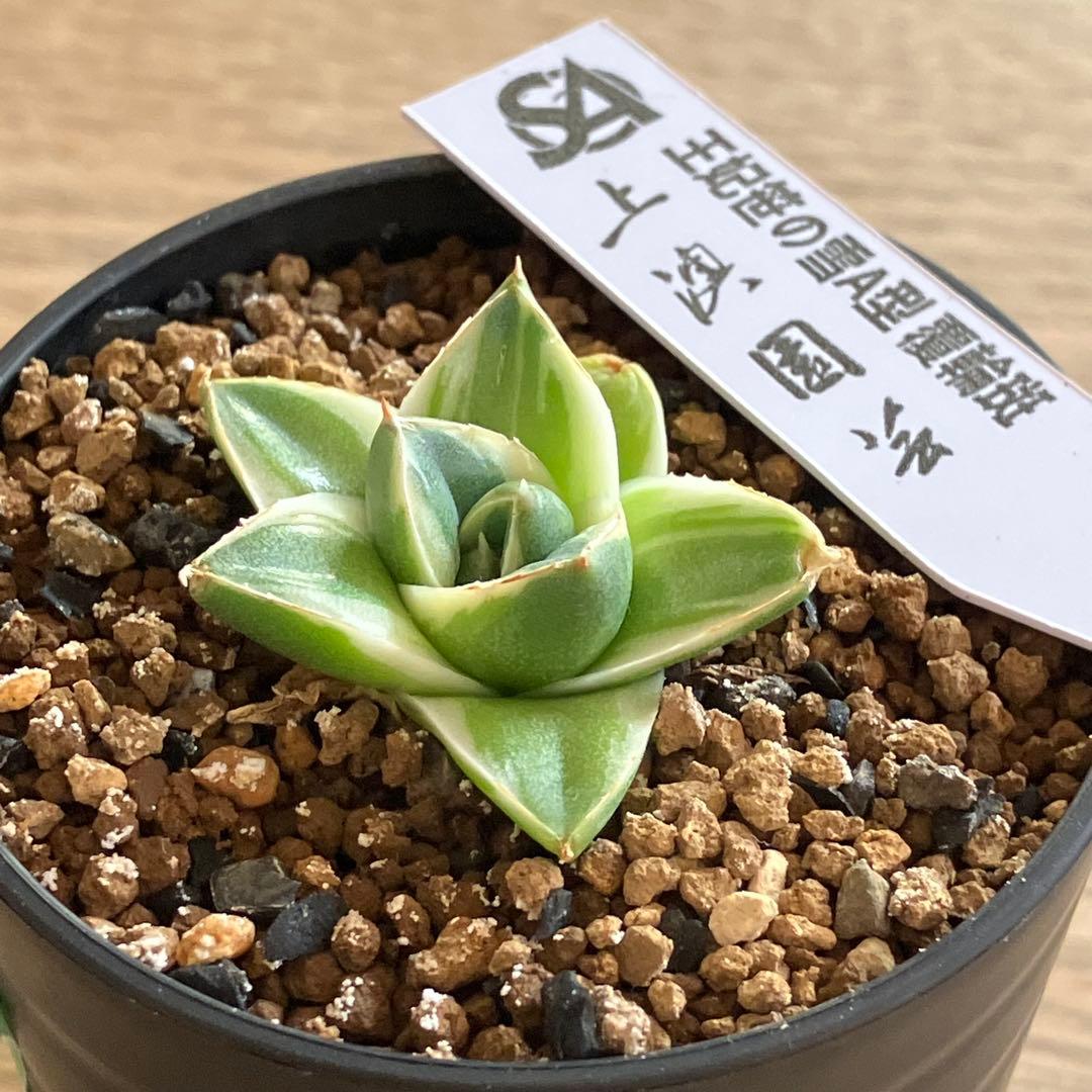 速達【鉢ごと発送】⑦特選　斑広め　安定株　アガべ　王妃笹の雪A型　ピンキーTC