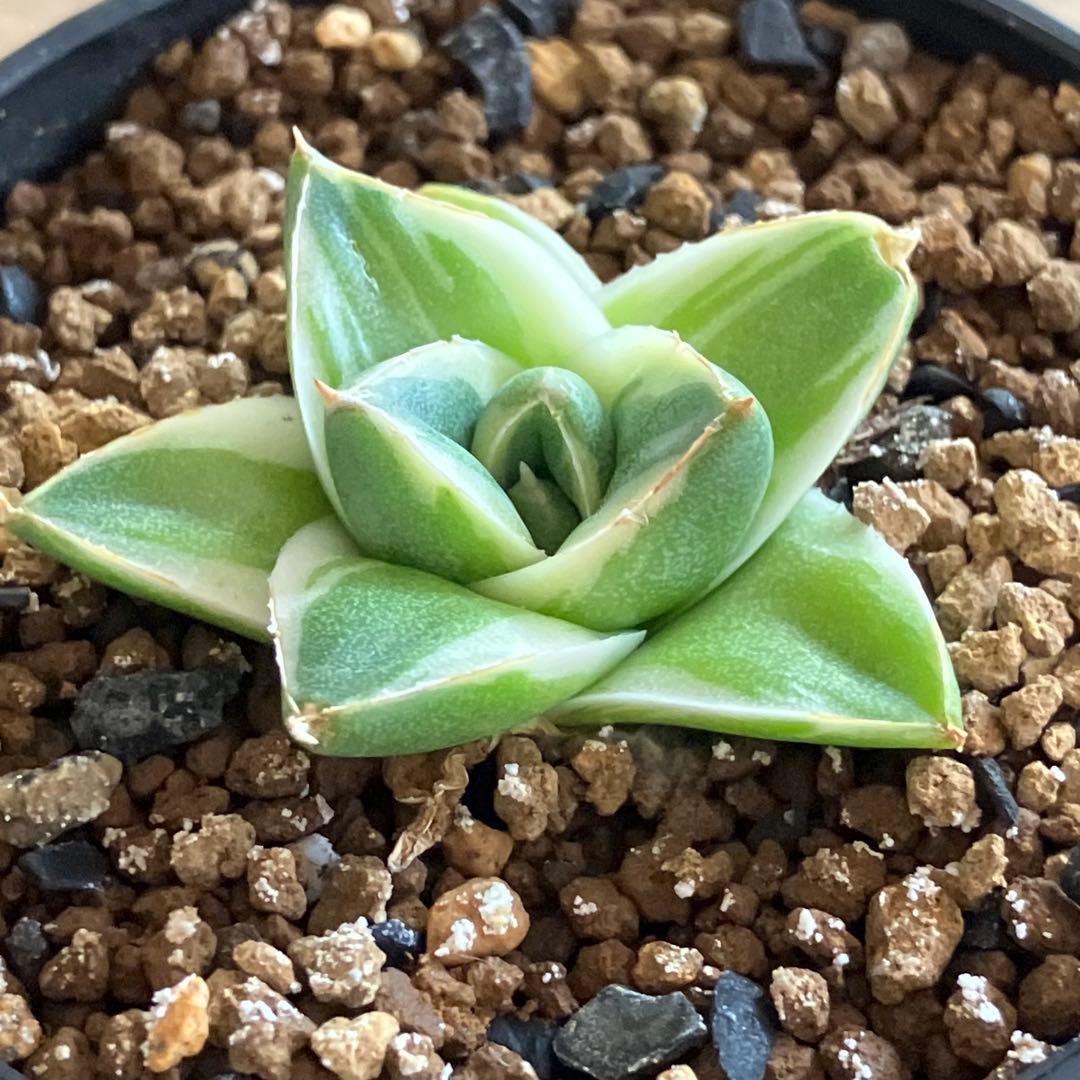 速達【鉢ごと発送】⑦特選　斑広め　安定株　アガべ　王妃笹の雪A型　ピンキーTC