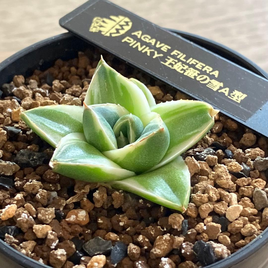 速達【鉢ごと発送】⑦特選　斑広め　安定株　アガべ　王妃笹の雪A型　ピンキーTC