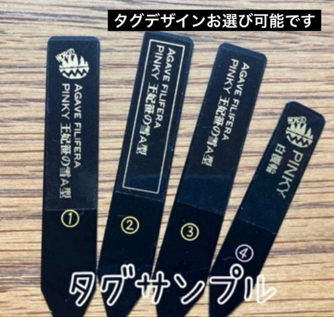 速達【鉢ごと発送】⑦特選　斑広め　安定株　アガべ　王妃笹の雪A型　ピンキーTC