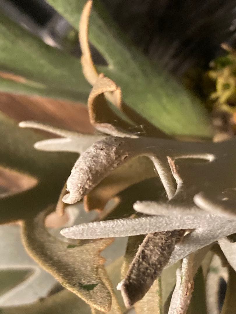 【残り2つ】ビカクシダ　\"EXP\"(ymds) 胞子