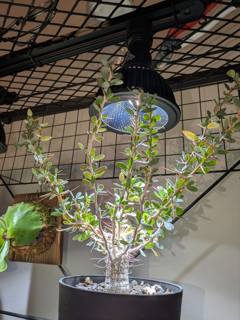 フォークイエリアコルムナリス観峰玉☆プルプシーファシクラータ