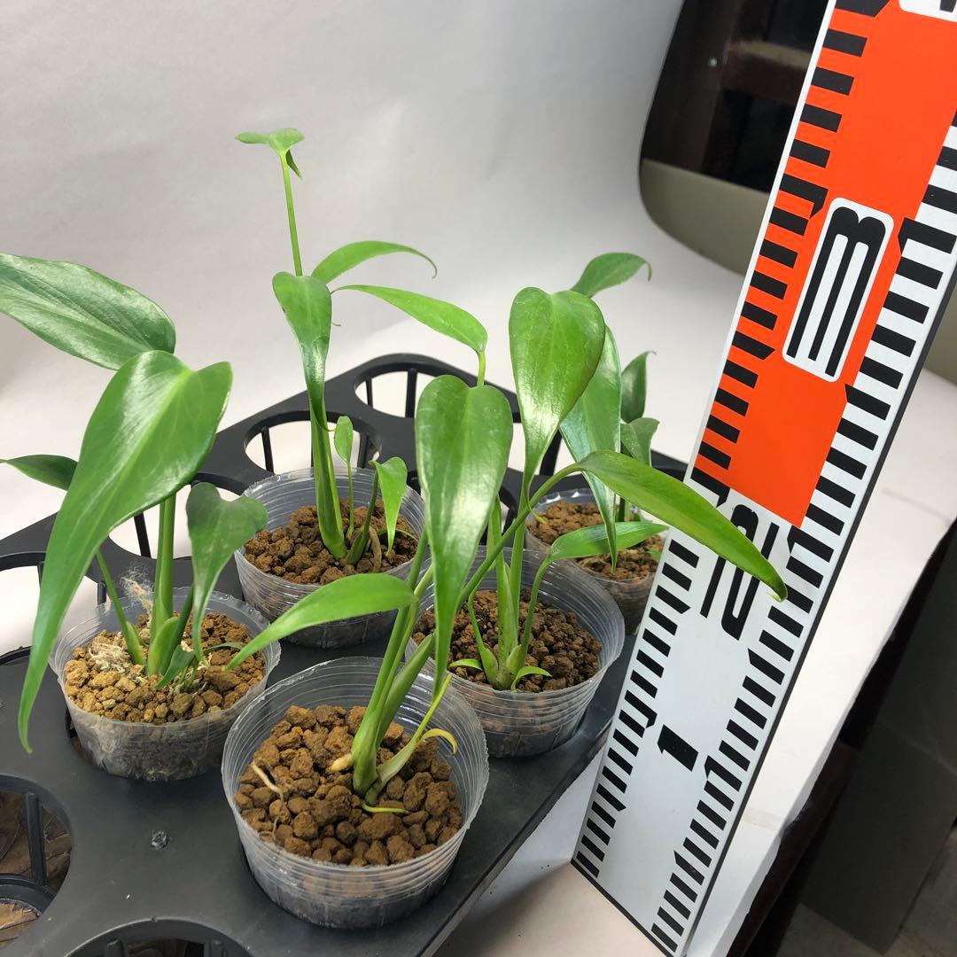 ms104 5株セットモンステラ バールマルクスフレーム - メルカリ