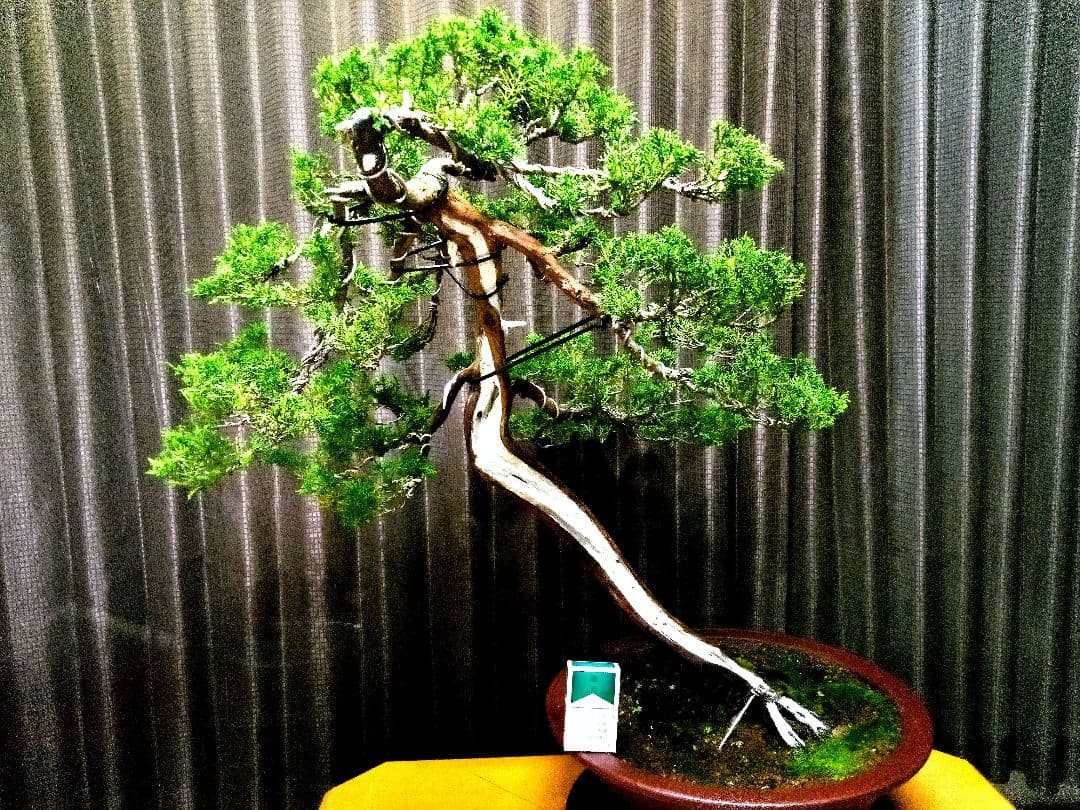 【大品 山採り 真柏盆栽】　　　　　　　⭕デカイ⁉️木製梱包発送～ 山採小品真柏が大量にある地域 | Daichiのブログ 盆栽