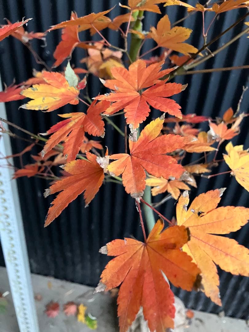 山採り　コハウチワカエデ　h