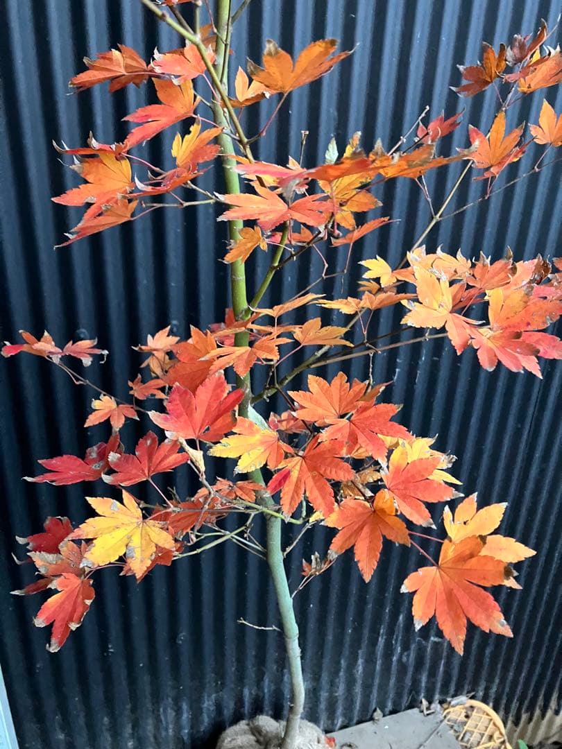 山採り　コハウチワカエデ　h