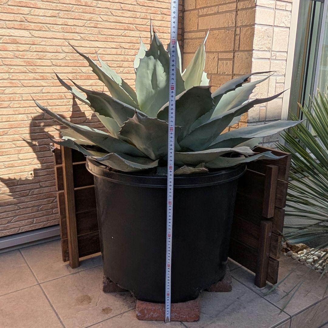 アガベ オバティフォリアフロスティブルー 大株 鉢ごと 引き取り限定