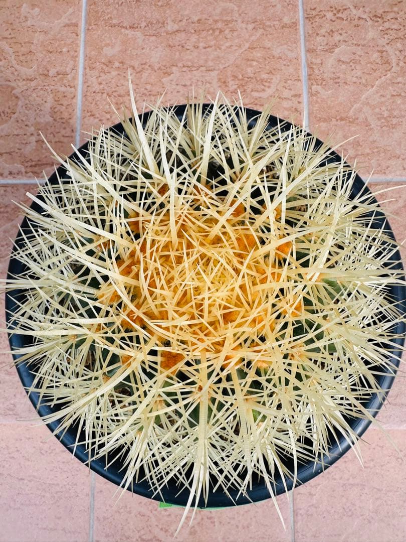 サボテン 金鯱【B】 美株 ドライガーデン ガーデニング オレンジ色濃いめ