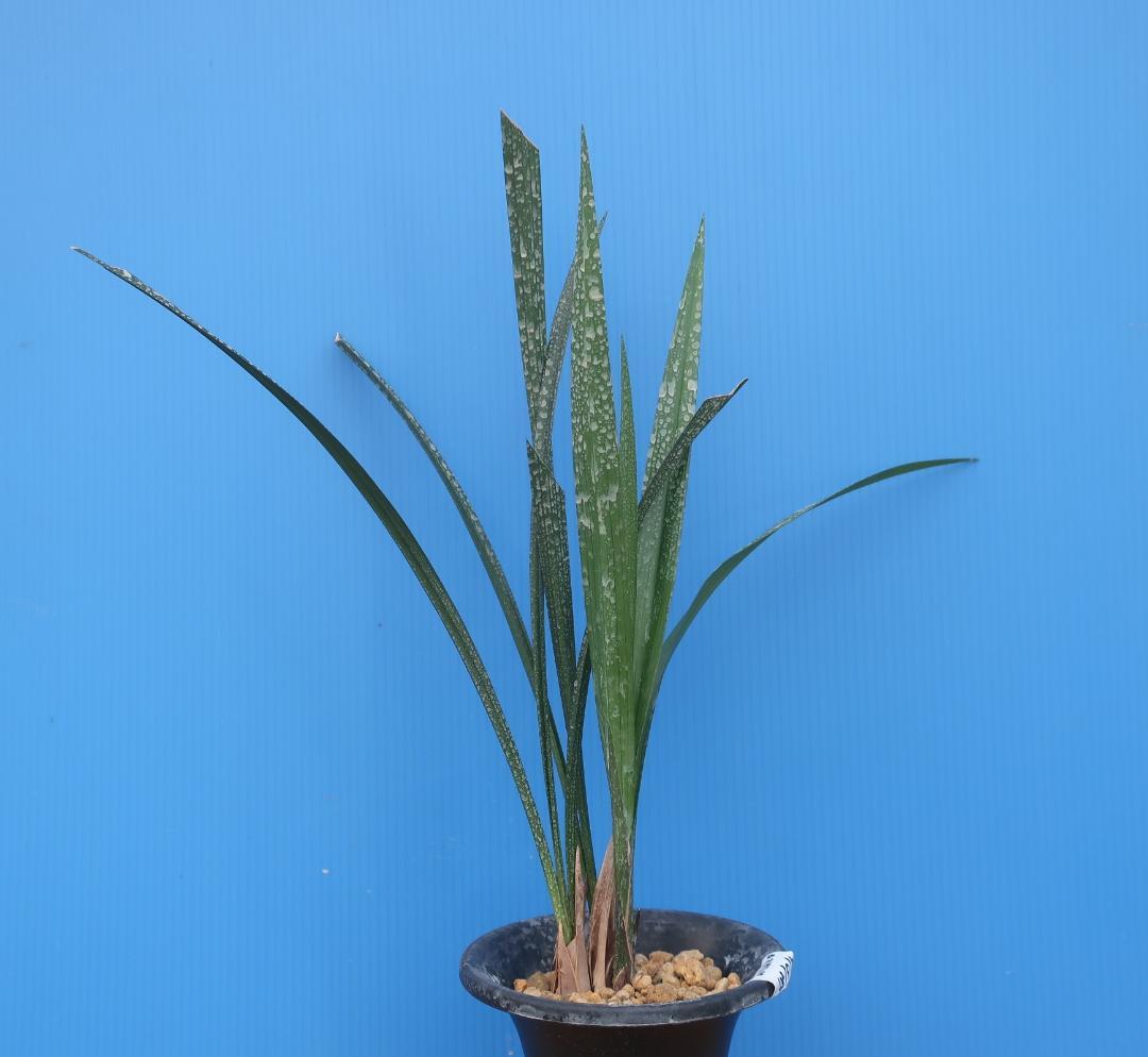 寒蘭-26120-5H4 38 土佐茜雲×力王 - メルカリ