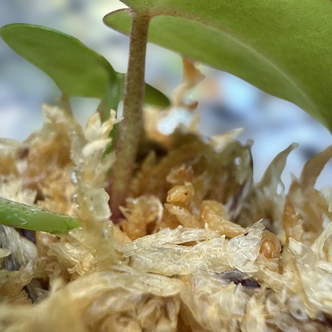 希少 アンスリウム 交配種