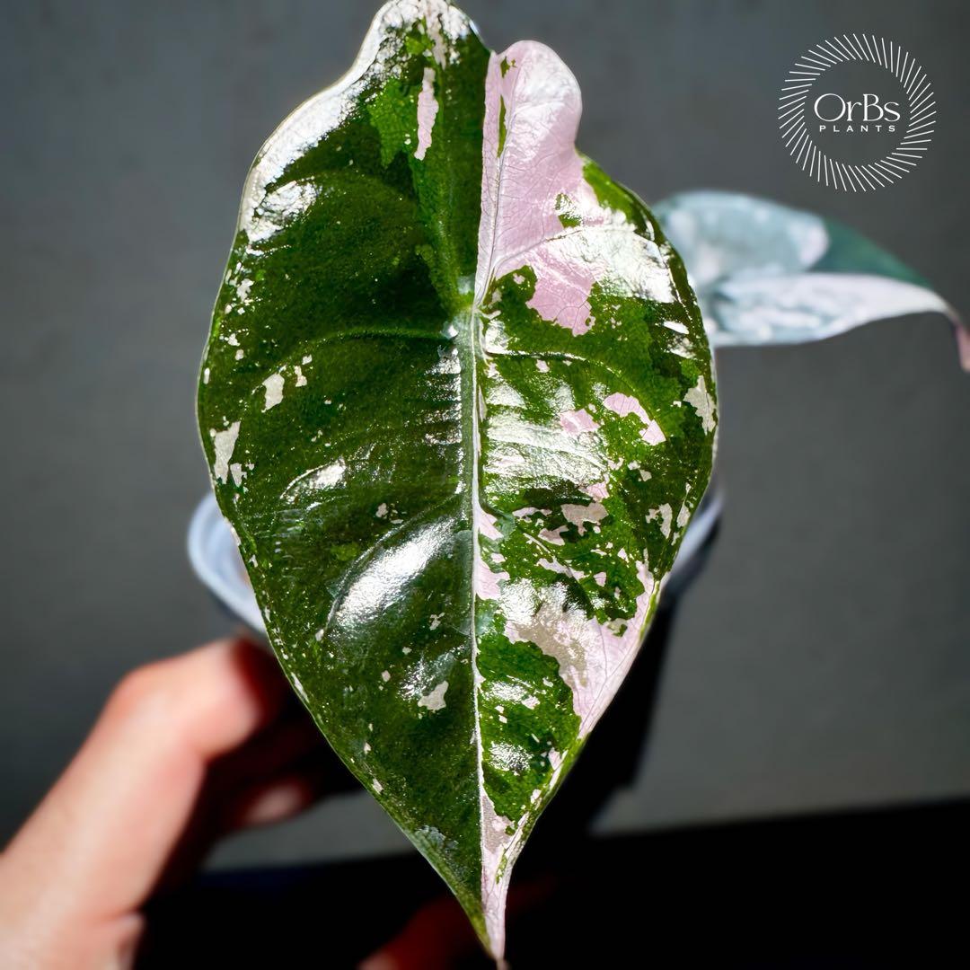 最終特価】アロカシア シャントリエリ ピンク斑入り 優良株 鉢のまま