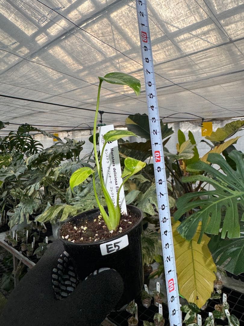 E5モンステラ エレクトロライト 美斑入り株 送料込み - メルカリ