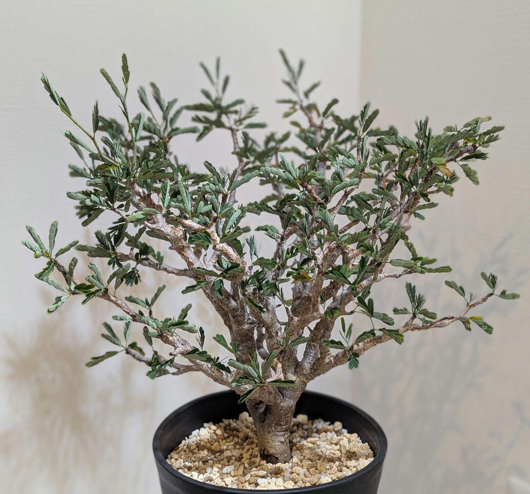 火*＠様 1/31までセール！センナ メリディオナリス　美株