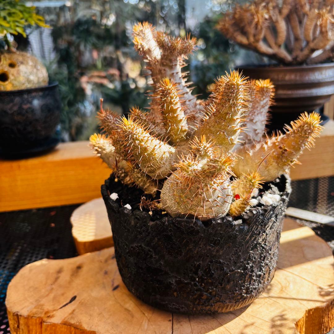 短期間限定超特価！ コレクション株 超多頭 パキポディウム グラキリス