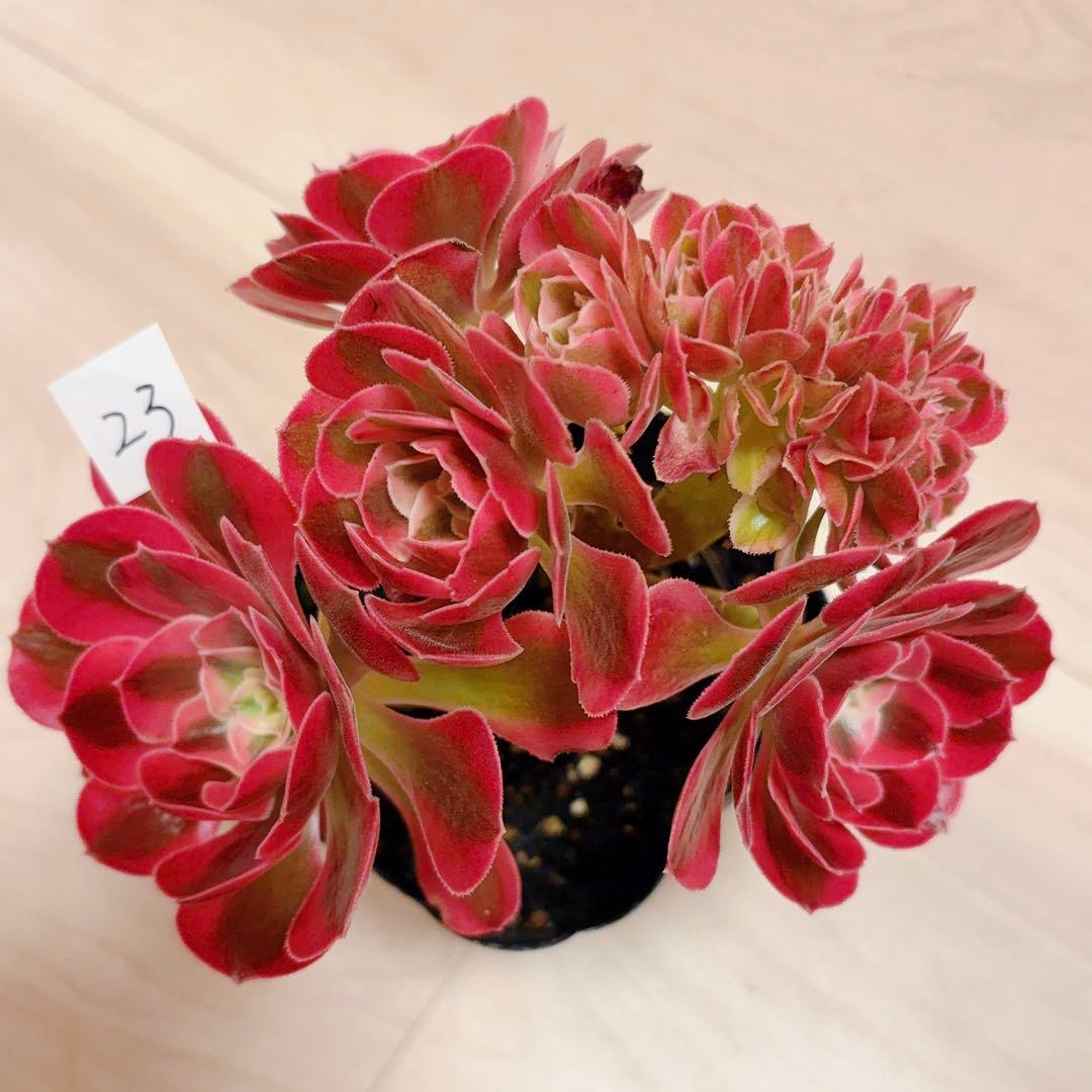 23 #多肉植物アエオニウム錦❤️ピンクウィッチセッカ❤️15cm 拔き苗 ピンクウィッチ錦 アエオニウム | RuPo 多肉植物専門店