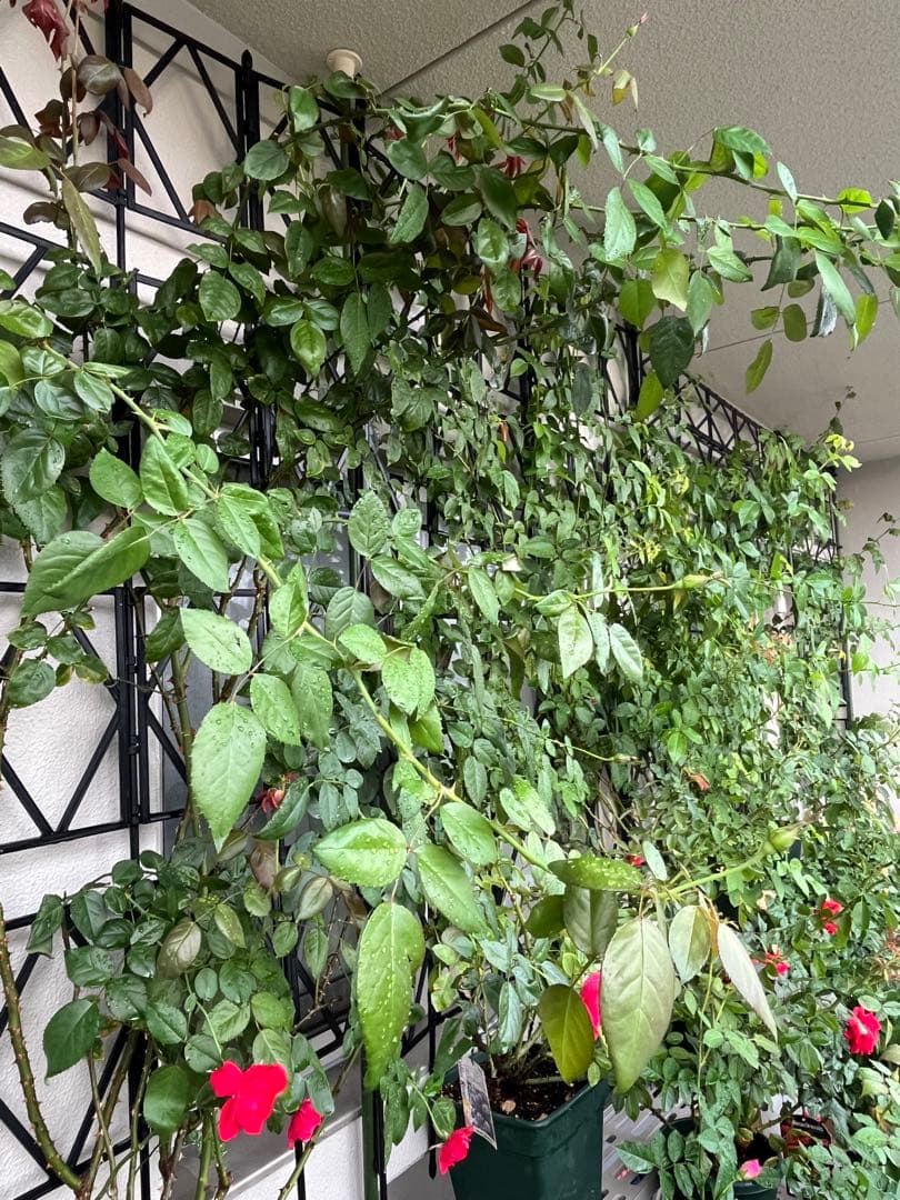 ダブリンベイ つるばら 大苗 大型《10号鉢・ゆうパック》ロゼアポットの鉢付き