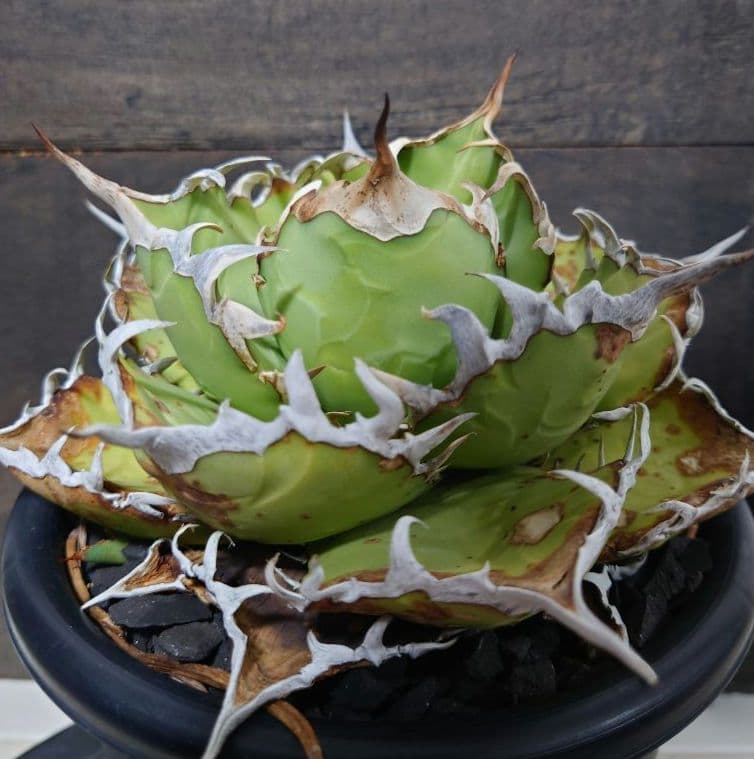 アガベオアハカ現地球ライムwild子株付