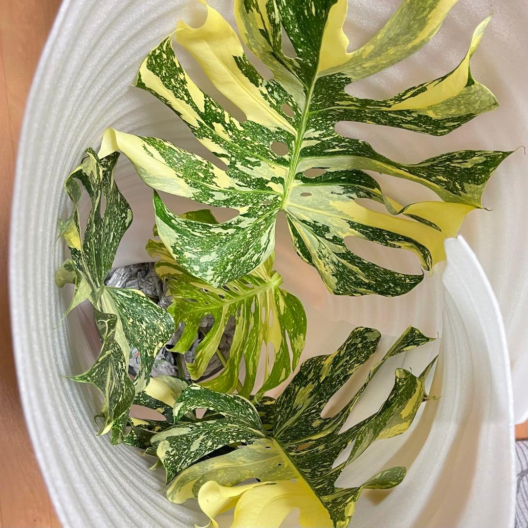 モンステラ デリシオーサ クリームブリュレ クレームブリュレ 確認用