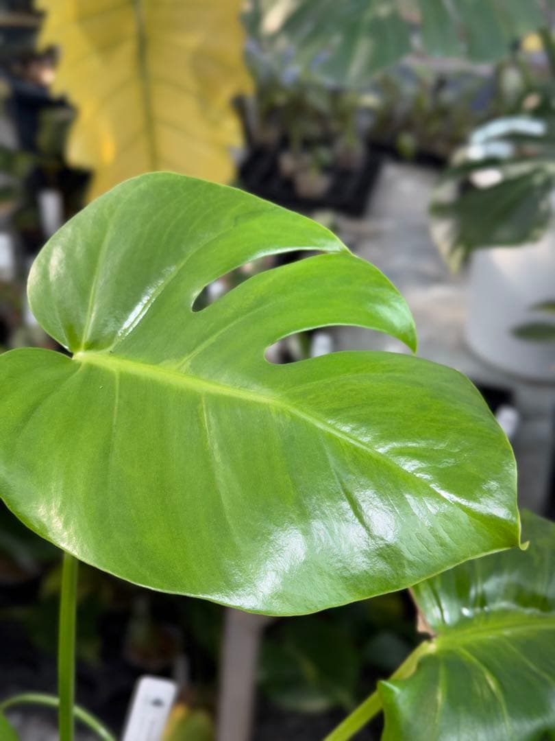 モンステラ デリシオーサ 抹茶斑入り グリーンオングリーン 美遺伝子株